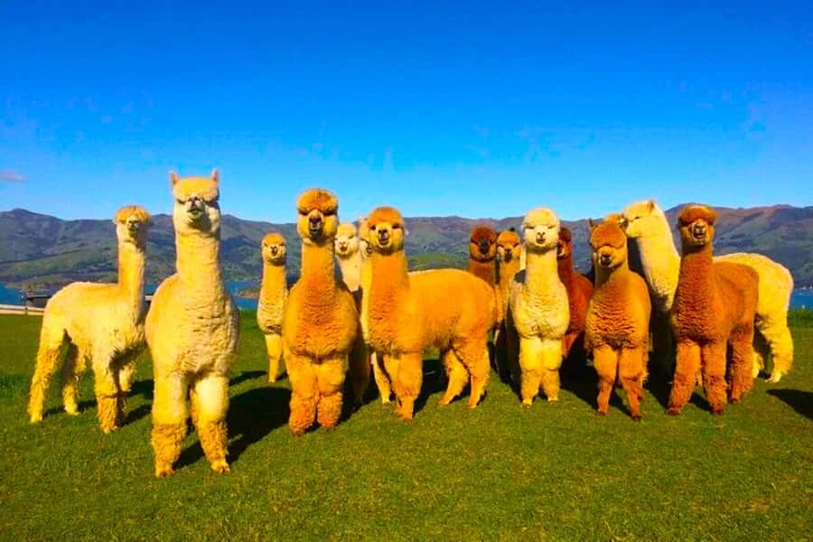 All-Inclusive Private Shamakhi Alpaca and Wine Experience - Key points I’d plan around