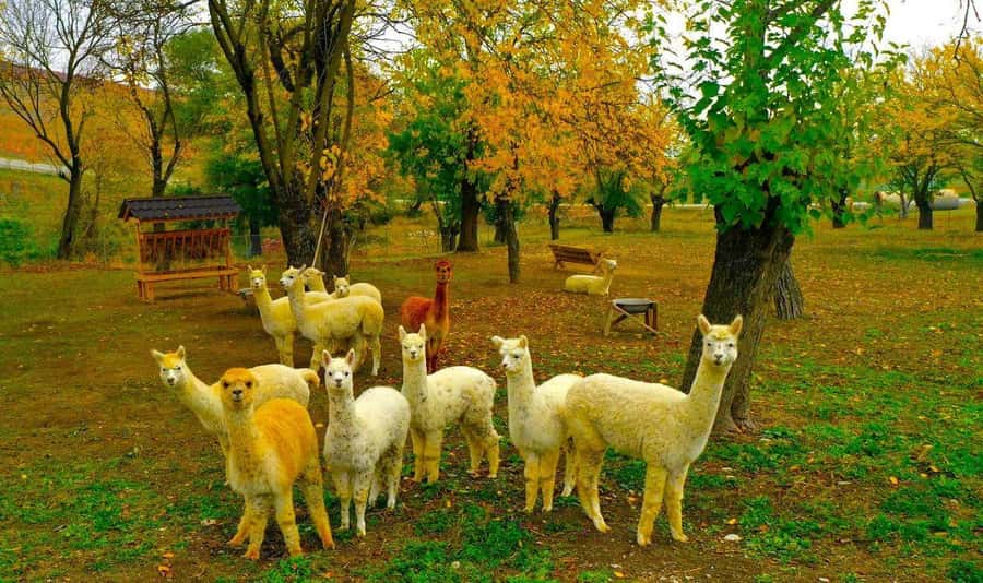 All-Inclusive Private Shamakhi Alpaca and Wine Experience - A calm 7-hour break from Baku