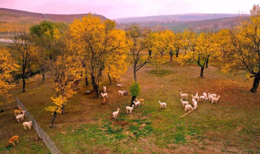 All-Inclusive Private Shamakhi Alpaca and Wine Experience - Shamakhi on the way: history lessons and mountain-meadow country