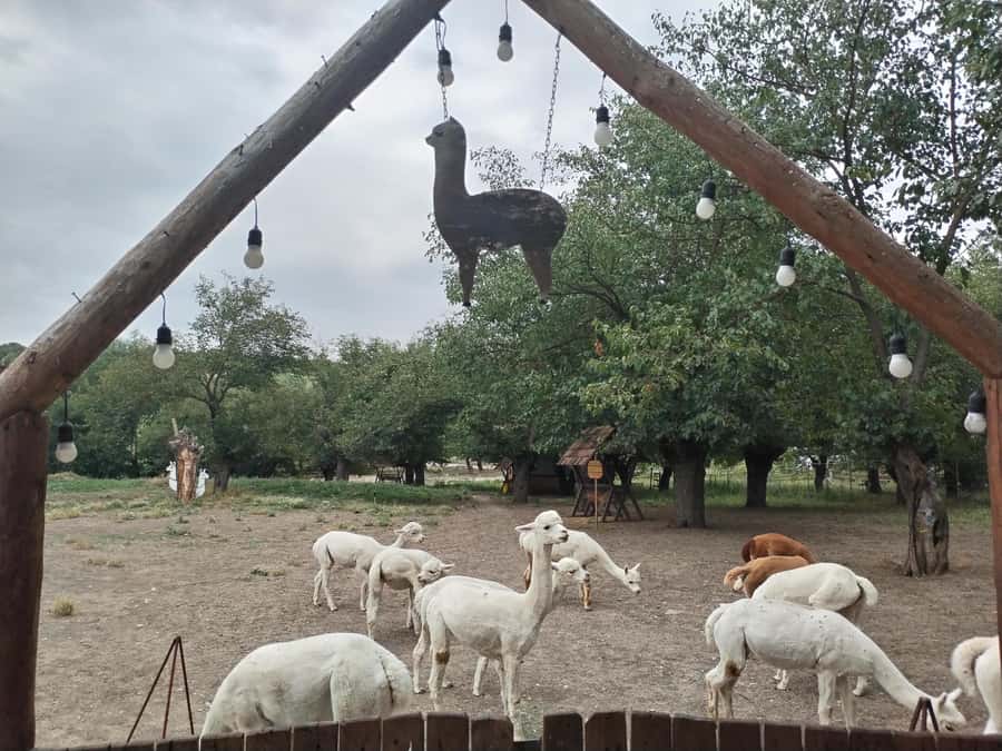 All-Inclusive Private Shamakhi Alpaca and Wine Experience - Meysari Winery: EU organic credentials, vineyards, and a 60-minute tour
