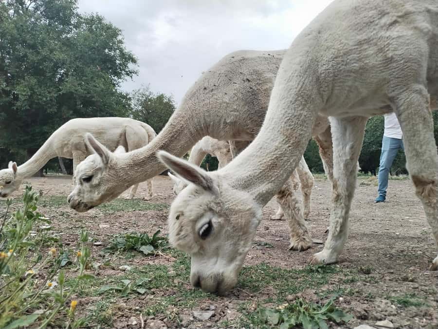 All-Inclusive Private Shamakhi Alpaca and Wine Experience - Wine tasting with six types and food pairings