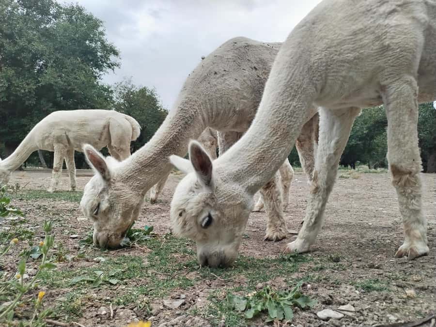 All-Inclusive Private Shamakhi Alpaca and Wine Experience - Price and value: is $299 per person worth it?