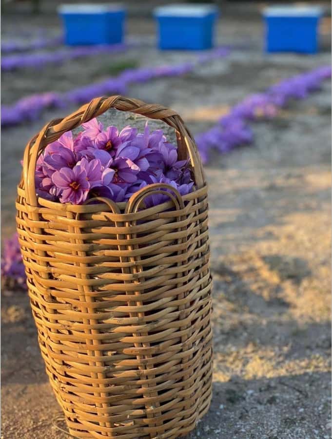 Baku: Boutique Visit with Saffron Tasting Experience - Key Things You Should Know Before You Go