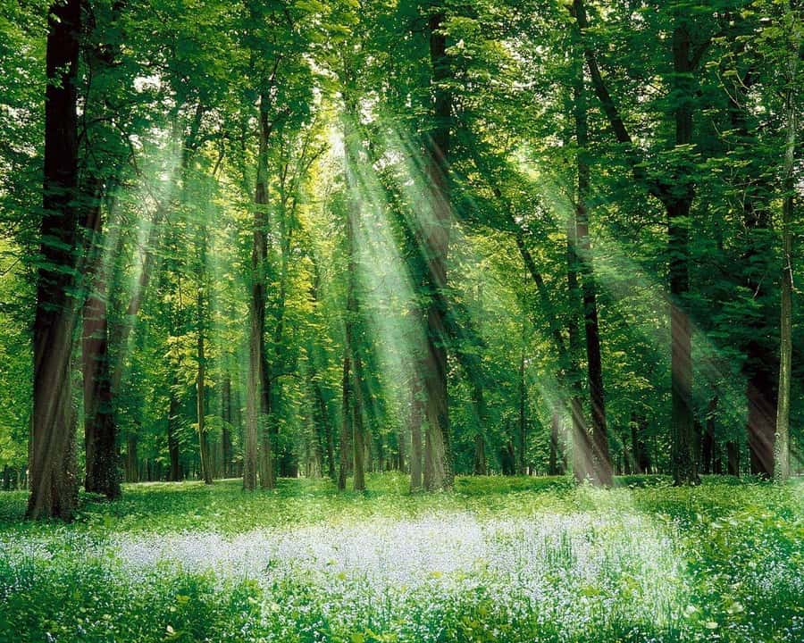 Baku-Gabala-Shamakhi-Tufandag -Nohur lake - Lavender fields - Seven Beauties Waterfall: a forest walk that stays manageable