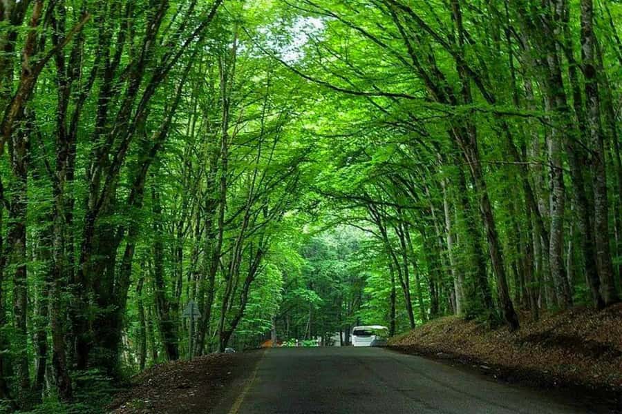 Baku: Guba, and Shahdag Adventure - Gachrash Forest: your shaded break between culture stops