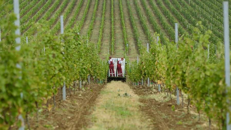Baku: Organic Winery Tour in Shamakhi with Local Lunch - Vineyard tour: grapes, organic practices, and what you’re actually tasting
