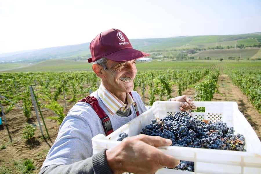Baku: Organic Winery Tour in Shamakhi with Local Lunch - Who this organic winery tour suits best