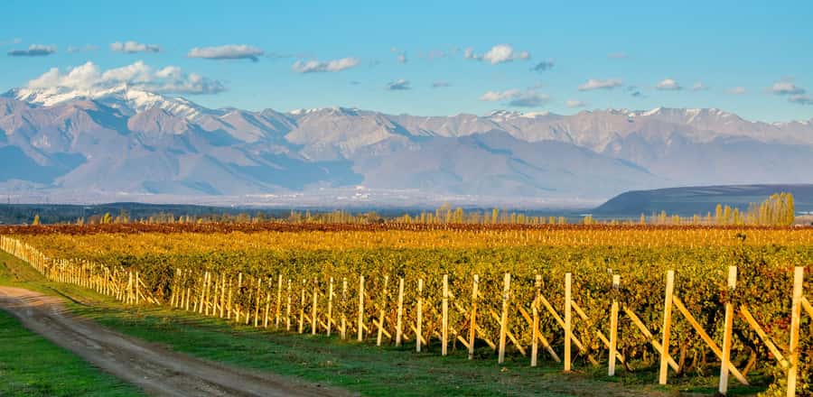 Baku: Qabala Winery Tour with Local Lunch - Shamakhi and Ismayilli viewpoints, plus colorful food stops