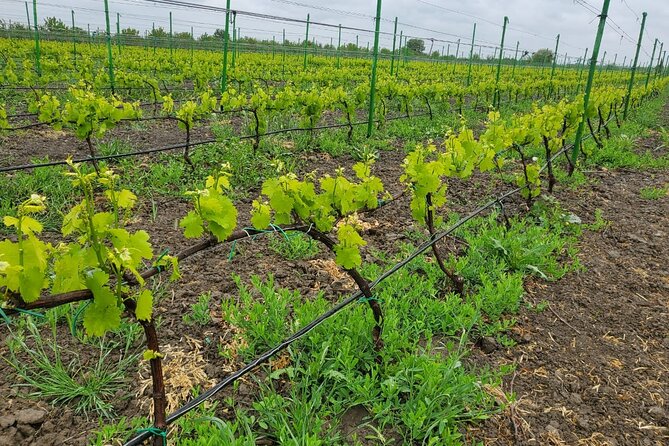 Family-owned Winery Tour with Candy Cane Mountain visit - The Baku pickup and private format: how logistics shape your mood