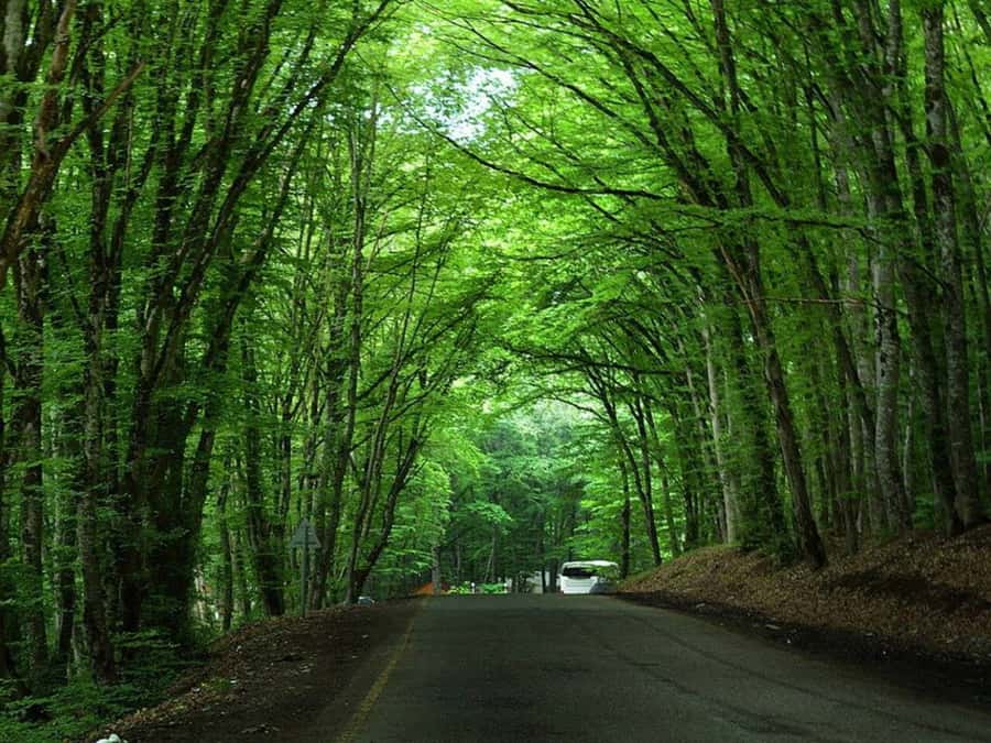 From Baku: Guba-Khinalig Day Trip - Guides and drivers: where the best reviews really point