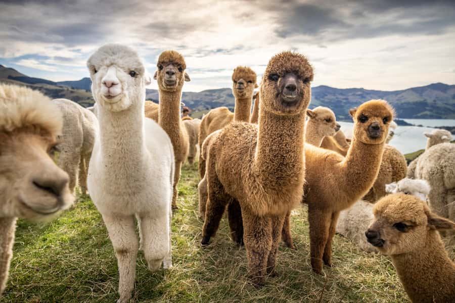 From Baku: Shamakhi City and Alpaca Farm Tour - Why Shamakhy Feels Like More Than a Checklist Stop