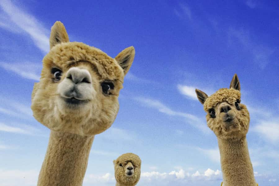 From Baku: Shamakhi City and Alpaca Farm Tour - Alpaca Farm Time, The Moment You Will Actually Remember
