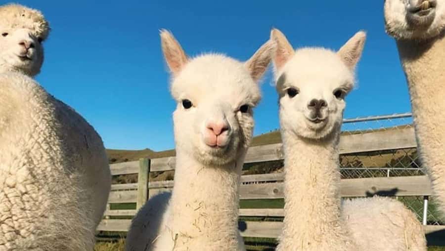 From Baku: Shamakhi City and Alpaca Farm Tour - Guides Make the Difference, and This One Shows