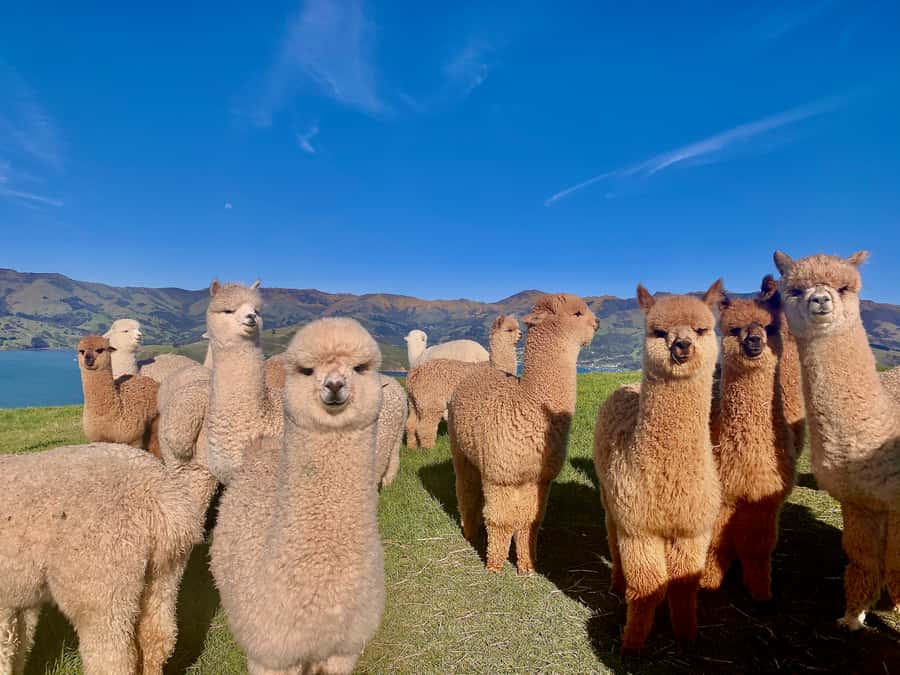 From Baku: Shamakhi City and Alpaca Farm Tour - Who This Tour Is Best For (and Who Should Double-Check)