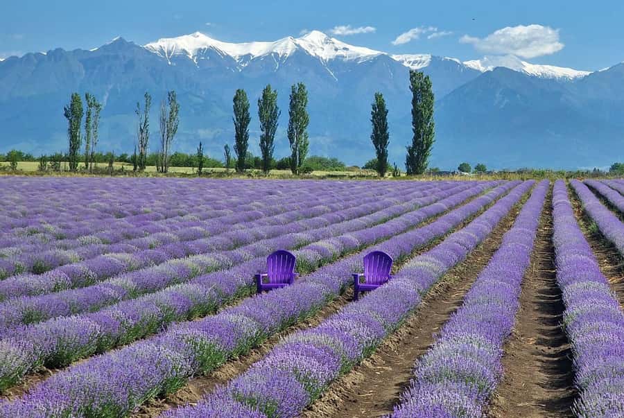 Gabala & Lavender Fields Group Guided tour - Getting There: Pickup, AC Coach Time, and the Long-Day Reality