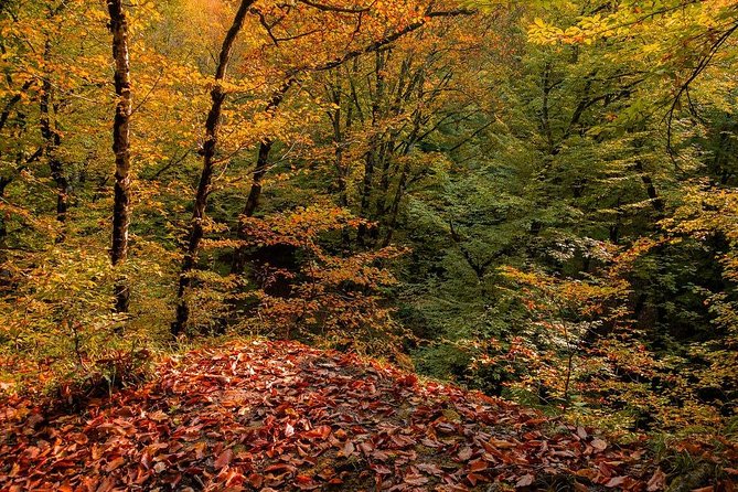 Gabala tour Azerbaijan - Should you book the Gabala tour with El Art Tour?