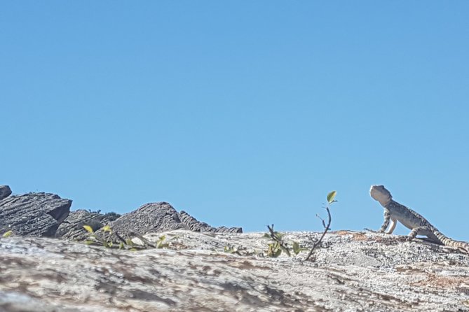 Gobustan Tour and Mad Volcanoes - tour to stone age - Gobustan and Mud Volcanoes: A Smart Mix of Art and Earth