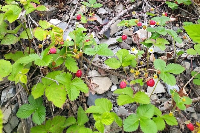 Horseback Riding in Azerbaijan - Forest break: medicinal herbs, herbal tea, and picnic time