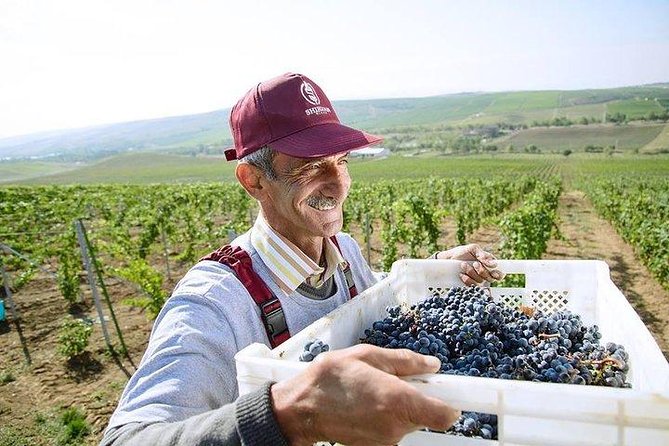 Organic Wine Tour Shamakhi with Local Lunch - Should you book this Shamakhi organic wine tour?