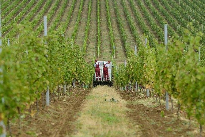 Organic Wine Tour Shamakhi with Local Lunch - Tasting organic wines (and grapes) without rushing