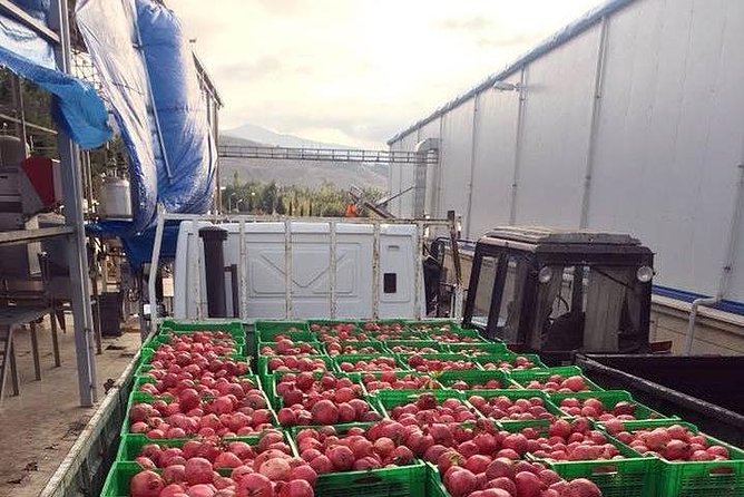 Pomegranate Wine Tour with Local Lunch - Stop 2: Azgranata Wine Plant Visit and Tastings