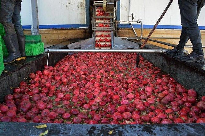 Pomegranate Wine Tour with Local Lunch - Who This Tour Fits Best (And Who Might Pass)