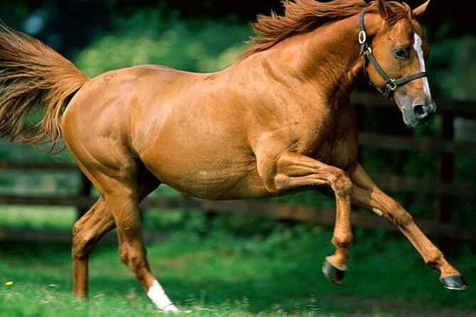 Private Full-Day Baku Adventure Tour - A full day of horses, targets, and racing in Baku