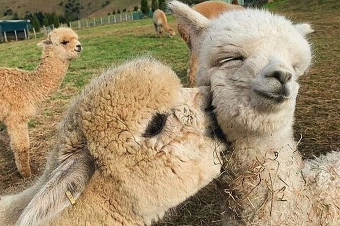 Shamakhi Alpaca Private Tour - Key Highlights You Should Know