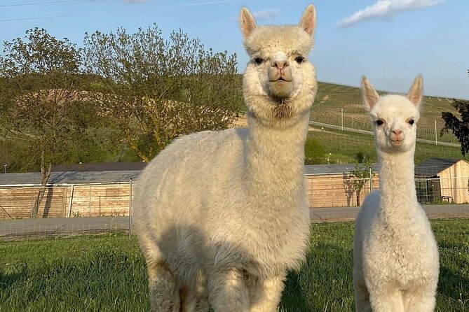 Shamakhi Alpaca Private Tour - Why This Shamakhi Alpaca Day Works So Well From Baku