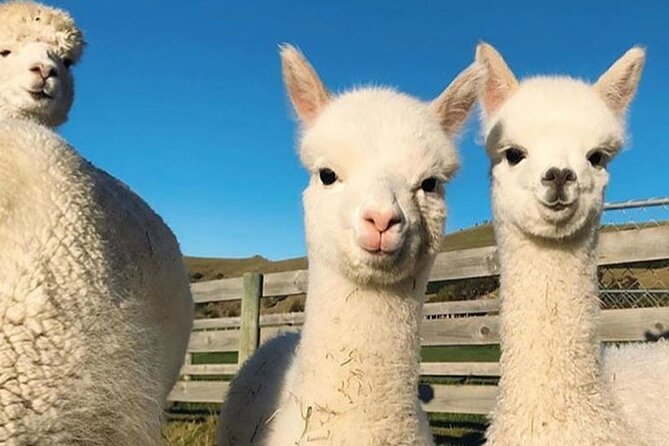 Shamakhi Alpaca Private Tour - The Guide and Driver Matter More Than You Think