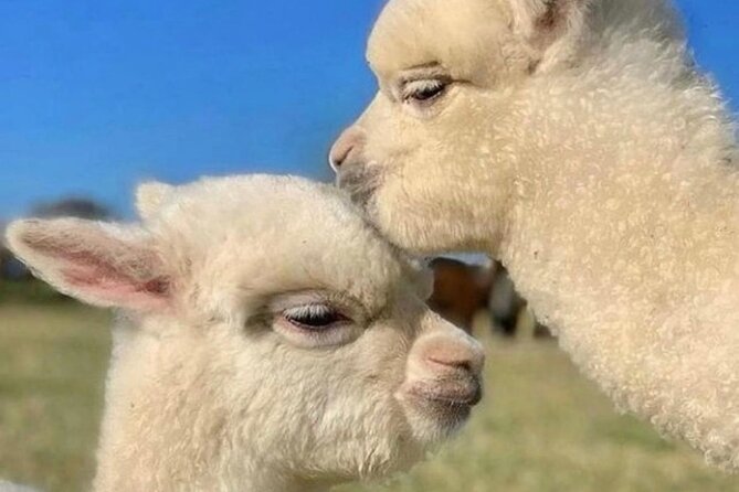 Shamakhi Alpaca Private Tour - Price and Value: Is $179.90 a Good Deal for This Half-Day?