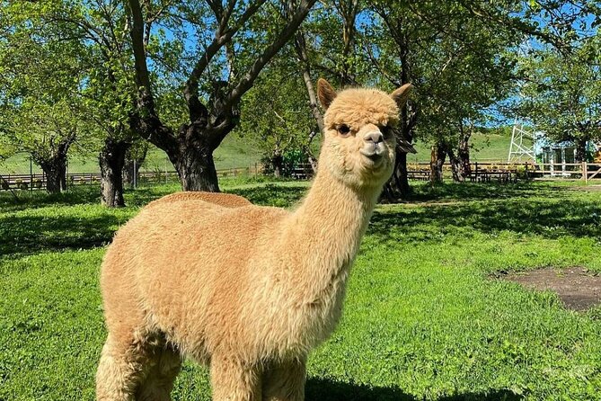 Shamakhi Alpaca Private Tour - Alpaca Azerbaijan in Meysari Village: Animals, Fleece Processing, and Real Farm Life