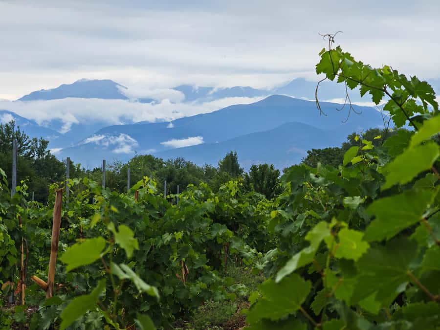 Sparkling Wine tour Sheki with All meals included - Key highlights to expect