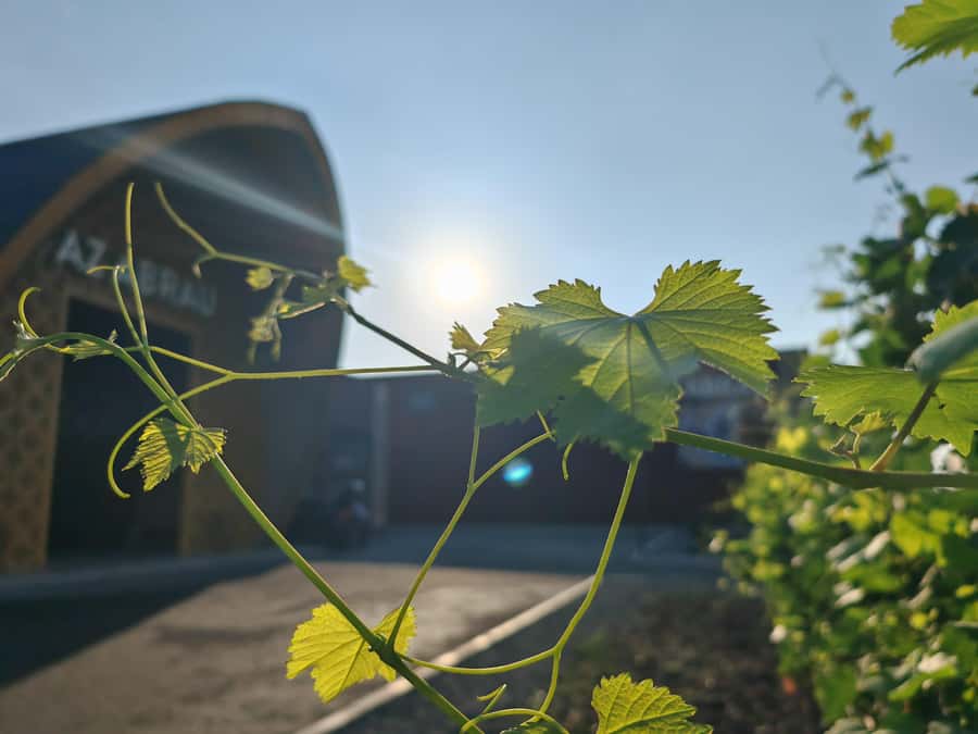 Sparkling Wine tour Sheki with All meals included - The sparkling wine focus: winery tasting at the Abrau-Durso linked estate