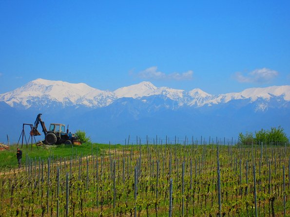 Wine Tour Qabala with Local Lunch - Key highlights worth marking on your map