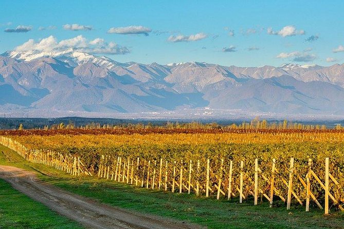 Wine Tour Qabala with Local Lunch - Price and value: where the $225 goes